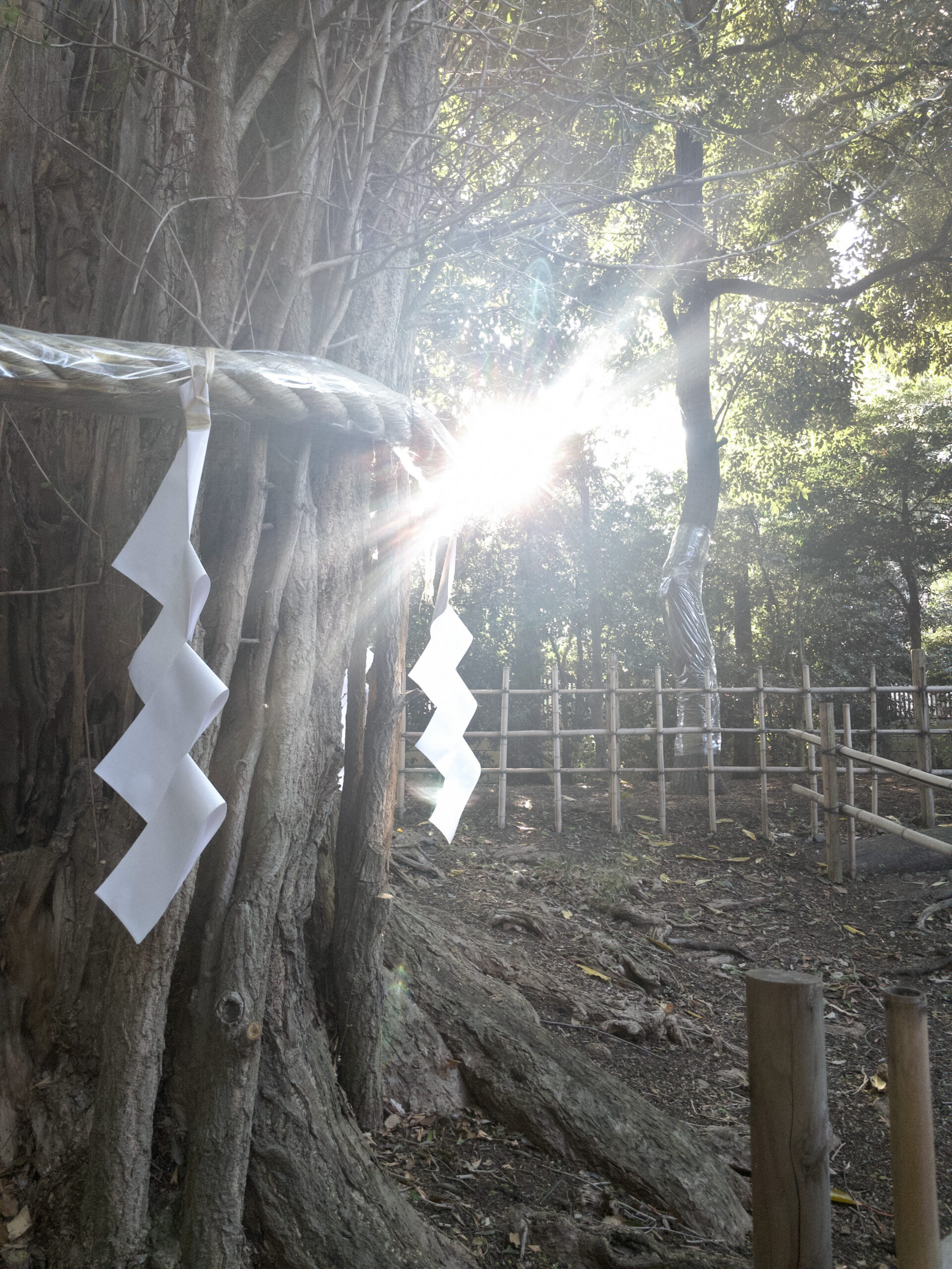 しめ縄の大木から光芒が差し込む神社の風景